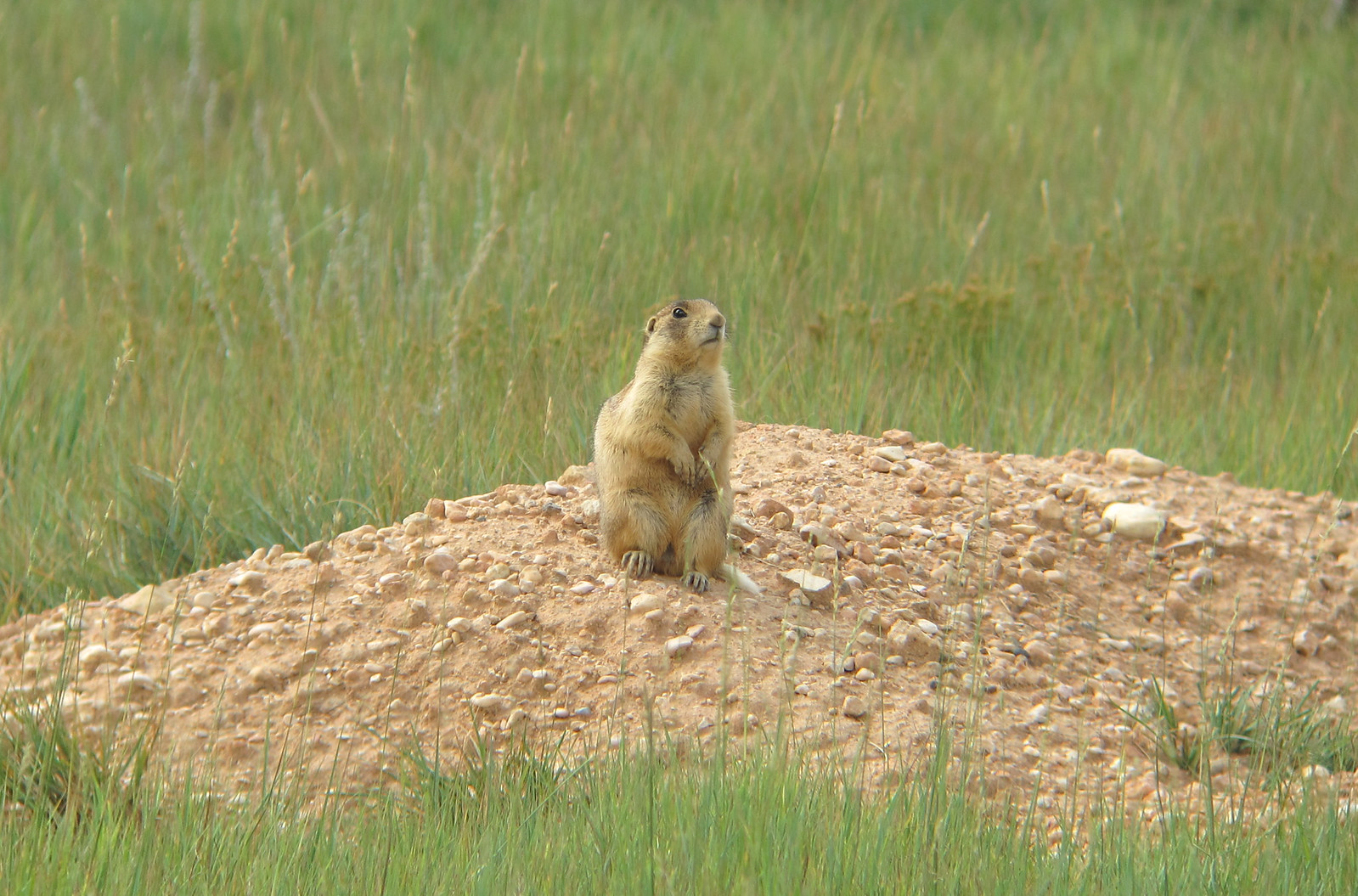 A Utah Prairie Dog sentinel keeps an eye out as we pass.