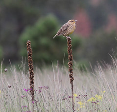 Thumbnail: … hold many Western Meadowlarks …