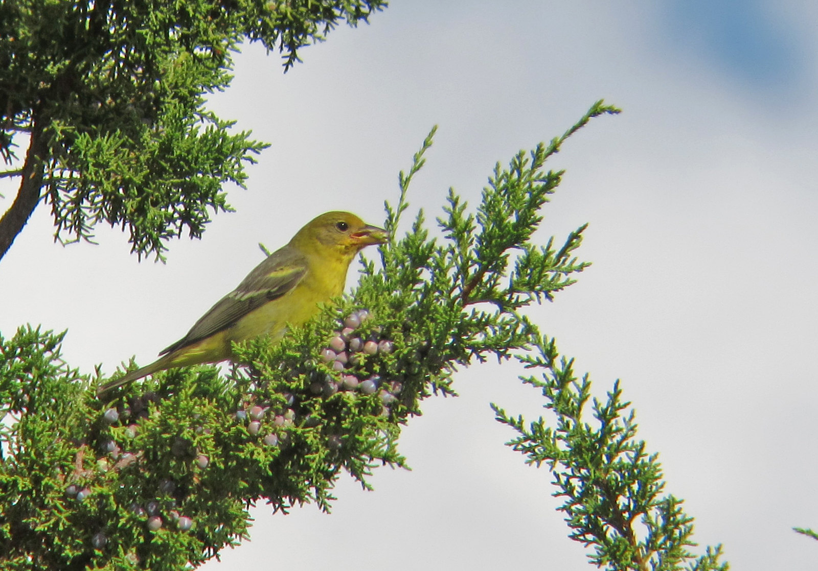 We'll spend a night near Kanab in Southern Utah, where we might see birds like Western Tanager...(wr)