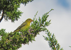 Thumbnail: We'll spend a night near Kanab in Southern Utah, where we might see birds like Western Tanager...(wr)