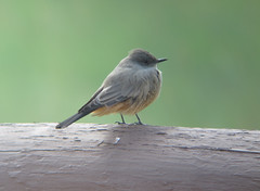 Thumbnail: … and Say’s Phoebe.