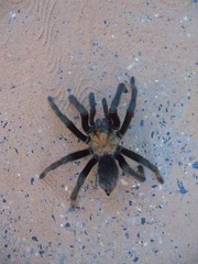 Thumbnail: ... and maybe see a tarantula somewhere along the way.