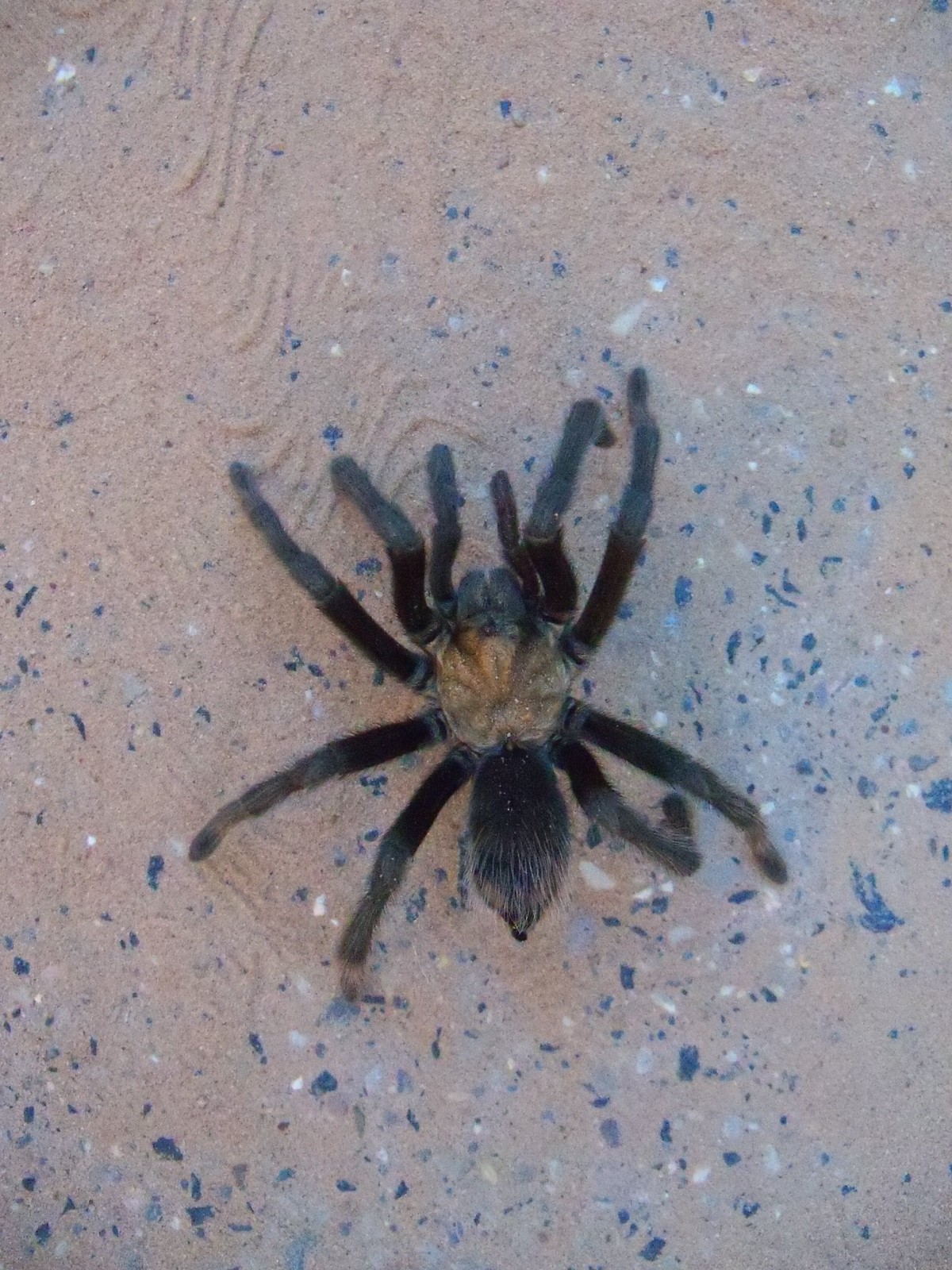 ... and maybe see a tarantula somewhere along the way.