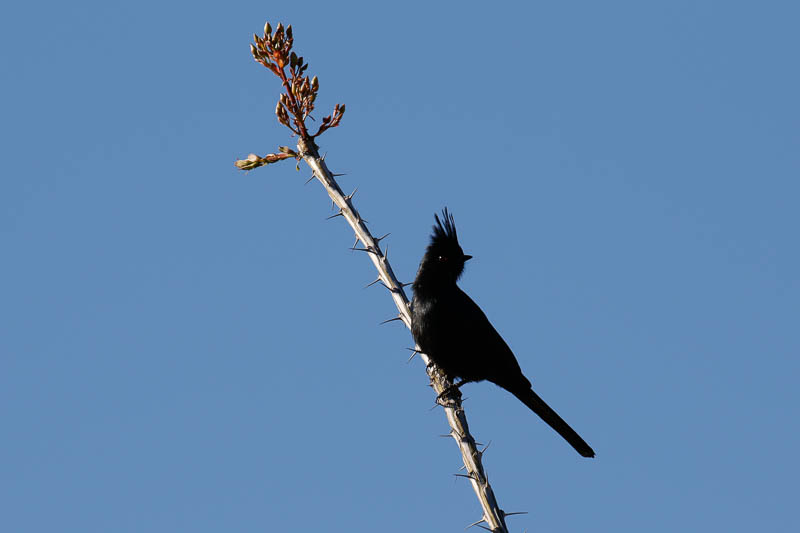 ...and Phainopepla.