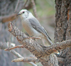 Thumbnail: We’ll look for Canada Jays…