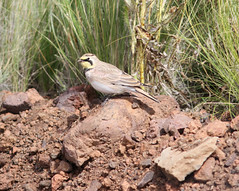 Thumbnail: … and accompanying Horned Larks.