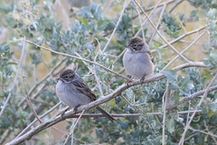 Thumbnail: ......that offer respite for migrant birds such as Brewer's Sparrow... (wr)