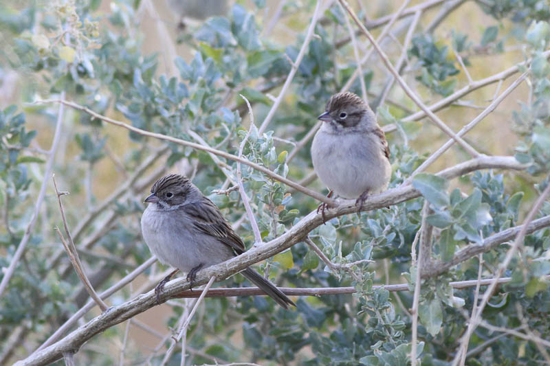 ......that offer respite for migrant birds such as Brewer's Sparrow... (wr)
