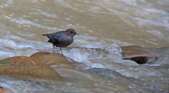 Thumbnail: …with stops for birds such as American Dipper…