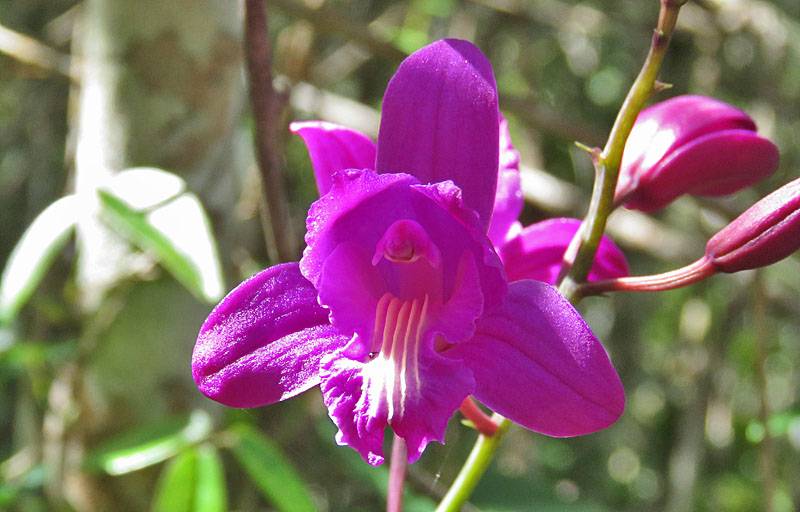 …and some amazing orchids.