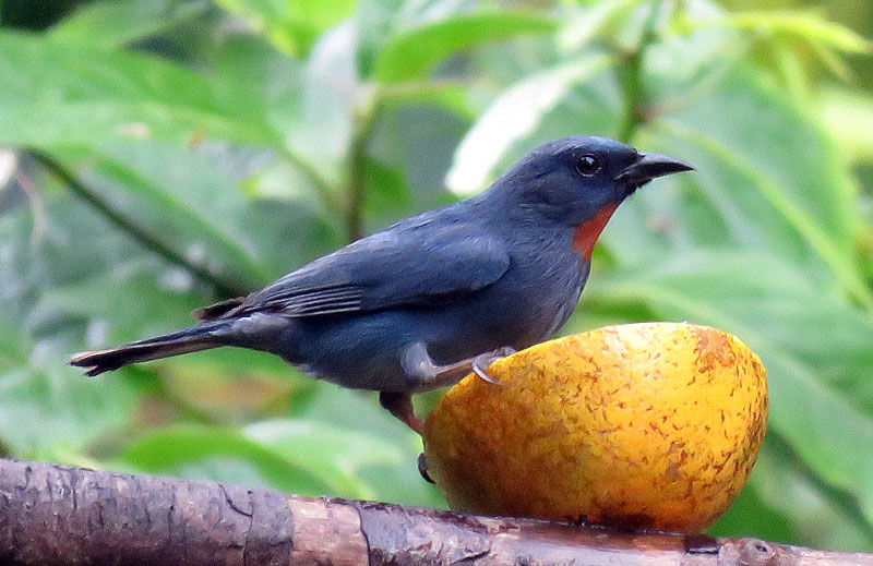 …surrounded by Orangequits (the bird, not the fruit).