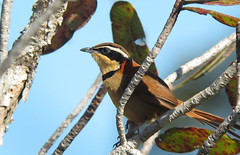 Thumbnail: …while the secretive Collared Crescentchest is a bit trickier to see.                               