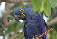 Thumbnail: Here we'll see the unforgettable Hyacinth Macaws, perhaps right outside our rooms.