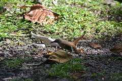 Thumbnail: The Brown Trembler (pictured) and Grey Trembler belong to an entire genera restricted only to the Lesser Antilles (Ryan Chenery).