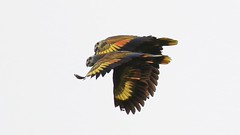 Thumbnail: St. Vincent Parrots are a wonderful conservation success story and now number almost 1000 mature adults - a far cry from the population of 120 in 1980 (Keith Clarkson).