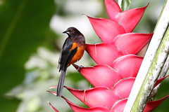 Thumbnail: One of three singe-island endemic orioles in the Lesser Antilles - the Martinique Oriole (Béatrice Henricot).