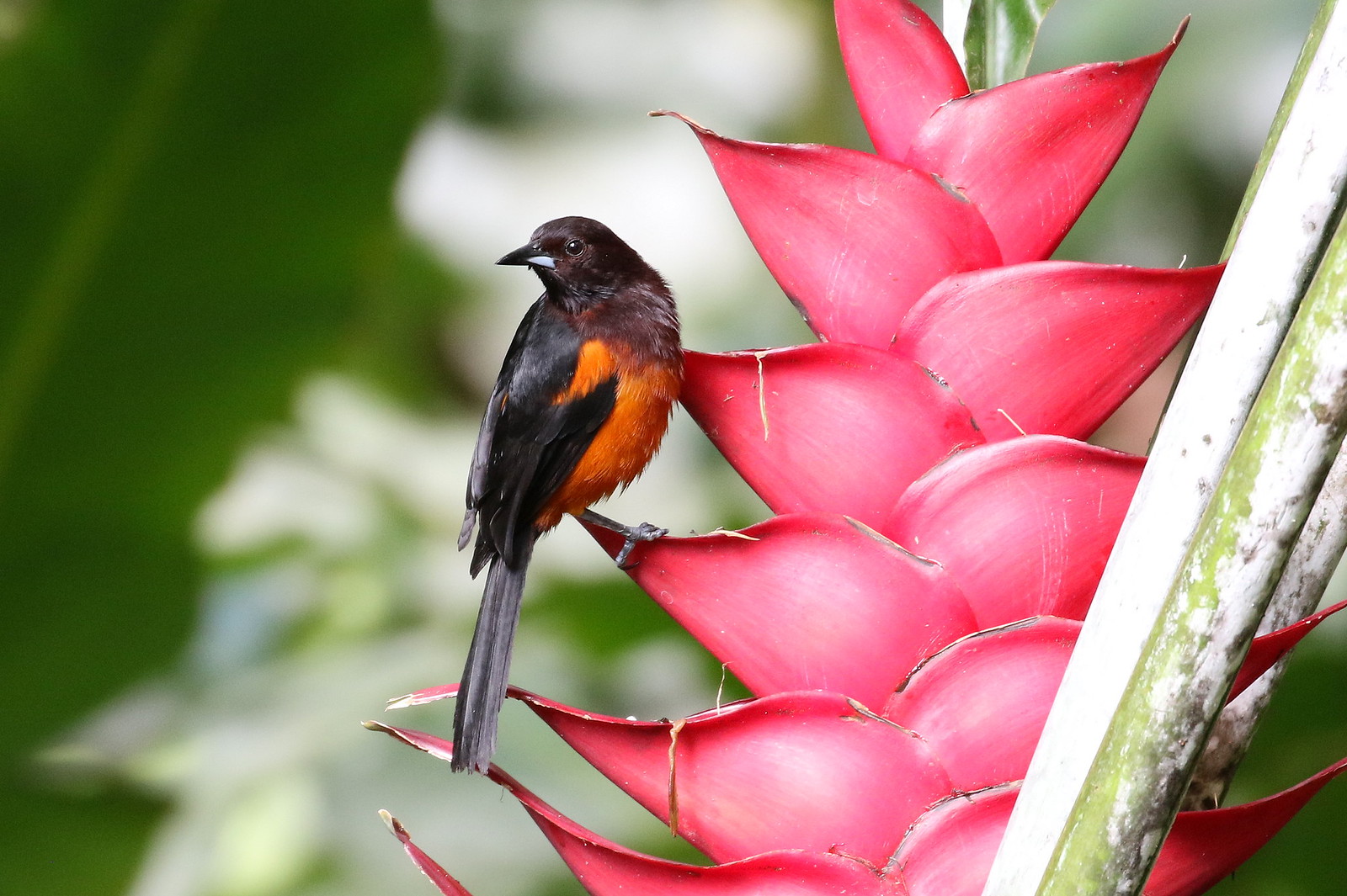 One of three singe-island endemic orioles in the Lesser Antilles - the Martinique Oriole (Béatrice Henricot).