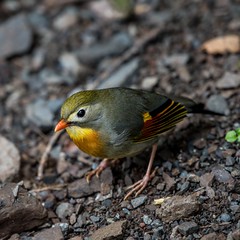 Thumbnail: and some introduced forest birds like this Red-billed Leiothrix should entertain as well.