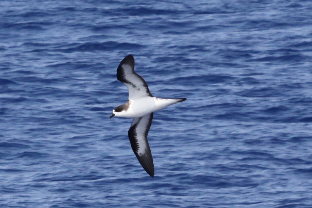 or Hawaiian Petrel.