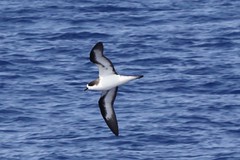 Thumbnail: or Hawaiian Petrel.