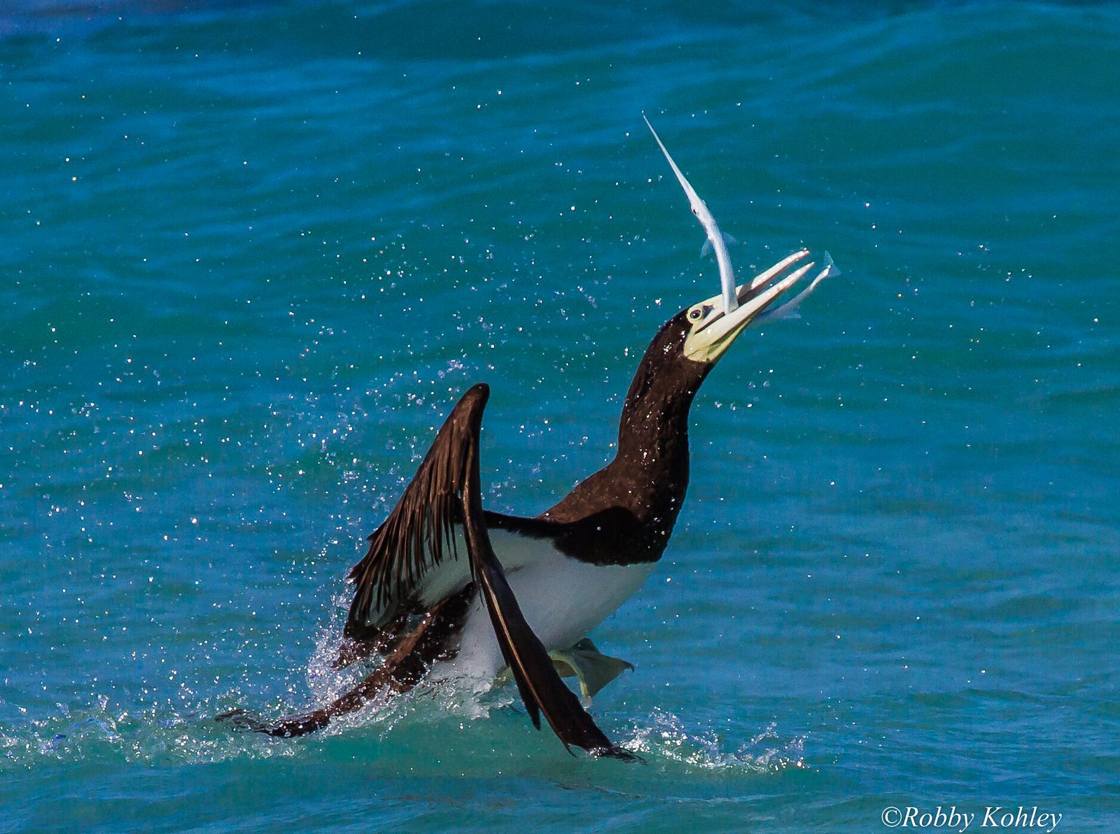 Brown Booby