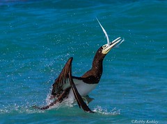 Thumbnail: Brown Booby