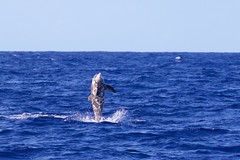 Thumbnail: Cetaceans such as Rough-toothed Dolphin can be plentiful in these waters as well.