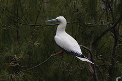 Thumbnail: Red-footed Booby should be sitting on the cliffside trees