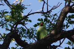 Thumbnail: and even chattering Rose-ringed Parakeets in the large hibiscus trees.