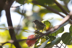 Thumbnail: where we'll seek out our first species of Hawaiian Honeycreeper, the Oahu Amakihi.