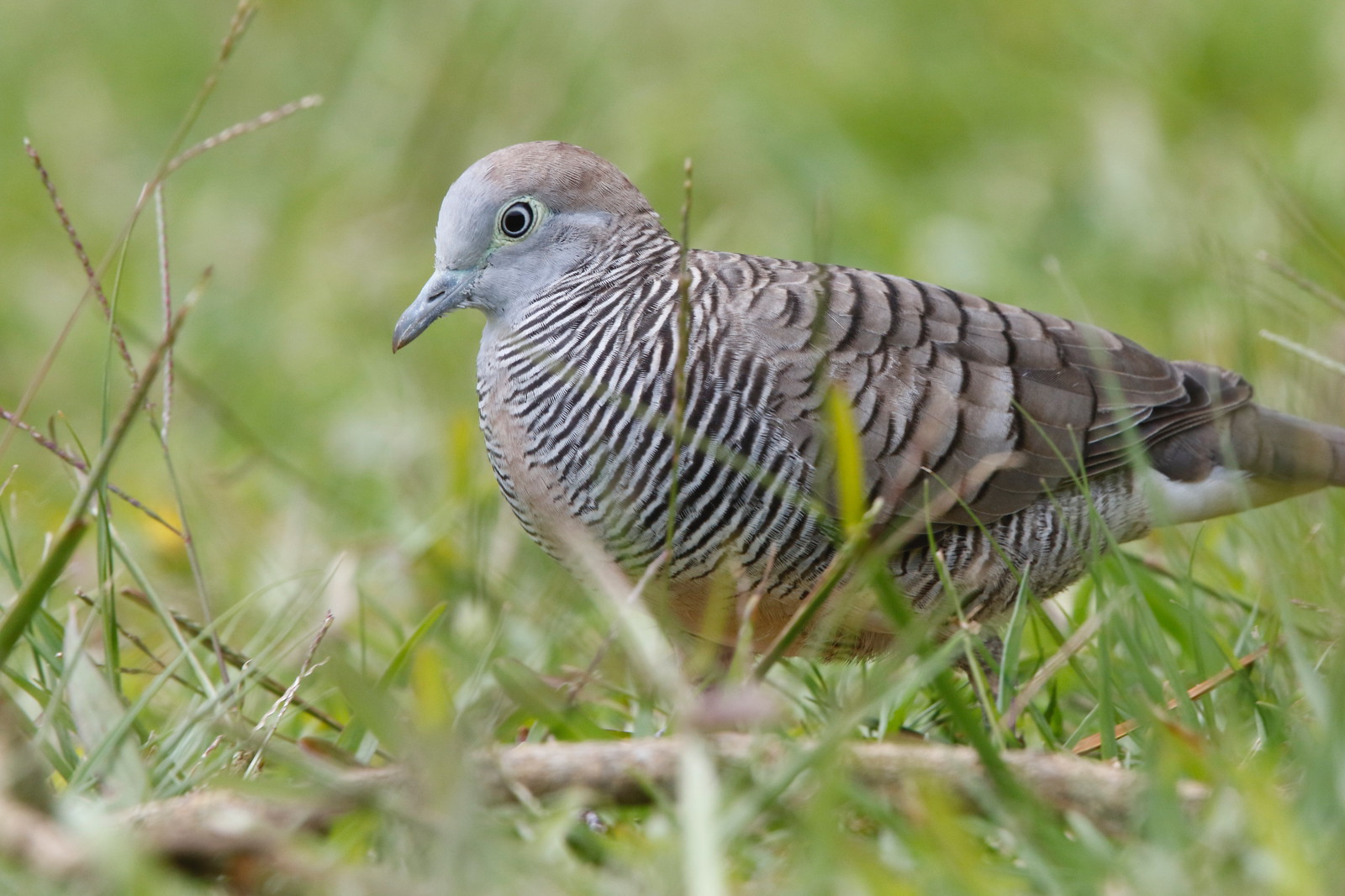 Zebra Doves,