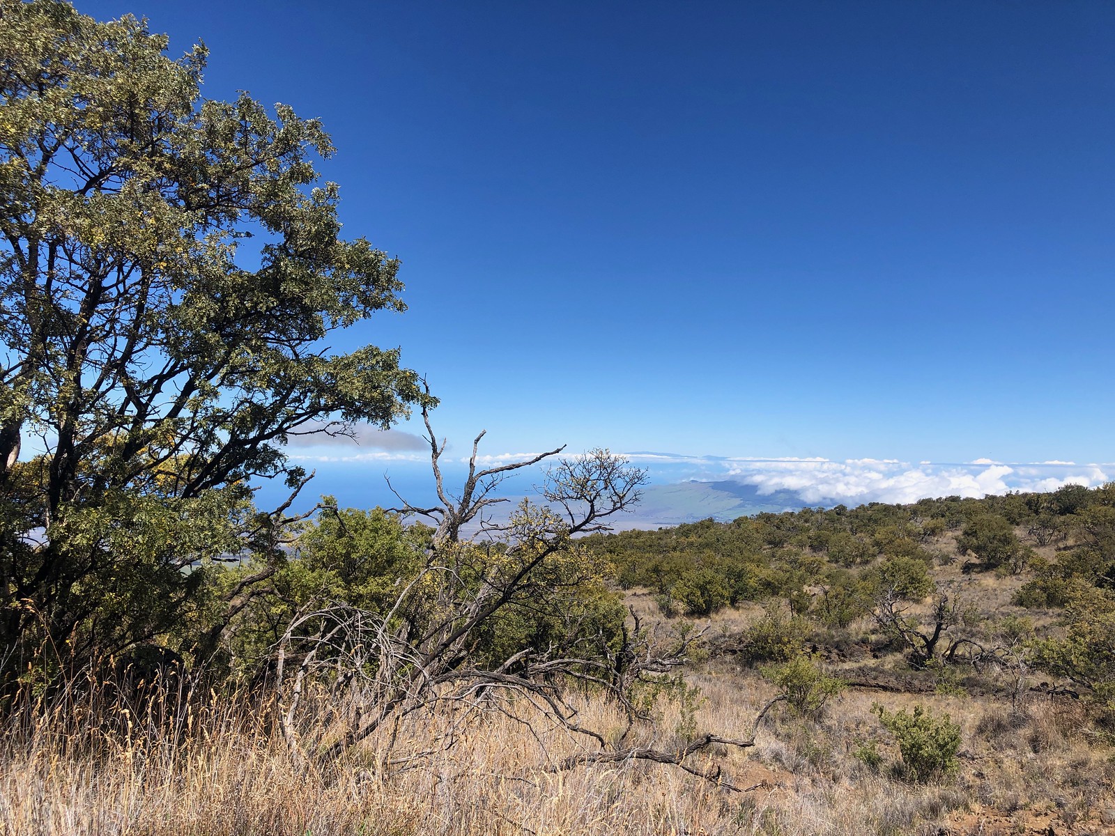 On our first full day we will head up to the Mamame Forests on the leeward slope of Mauna Kea volcano.
