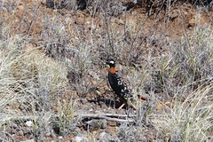 Thumbnail: smart looking Black Francolin might be up in the grasslands.