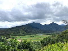 Thumbnail: The flooded taro fields of Hanalei NWR host a variety of waterbirds…
