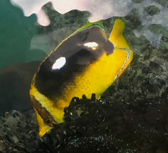 Thumbnail: As we're voyaging around the islands we'll encounter a nice array of reef fish such as this Fourspot Butterflyfish, 