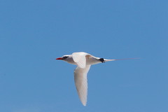 Thumbnail: Along the coast we'll look for the ethereal Red-tailed Tropicbird,