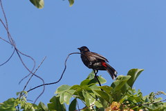 Thumbnail: and Red-vented Bulbul