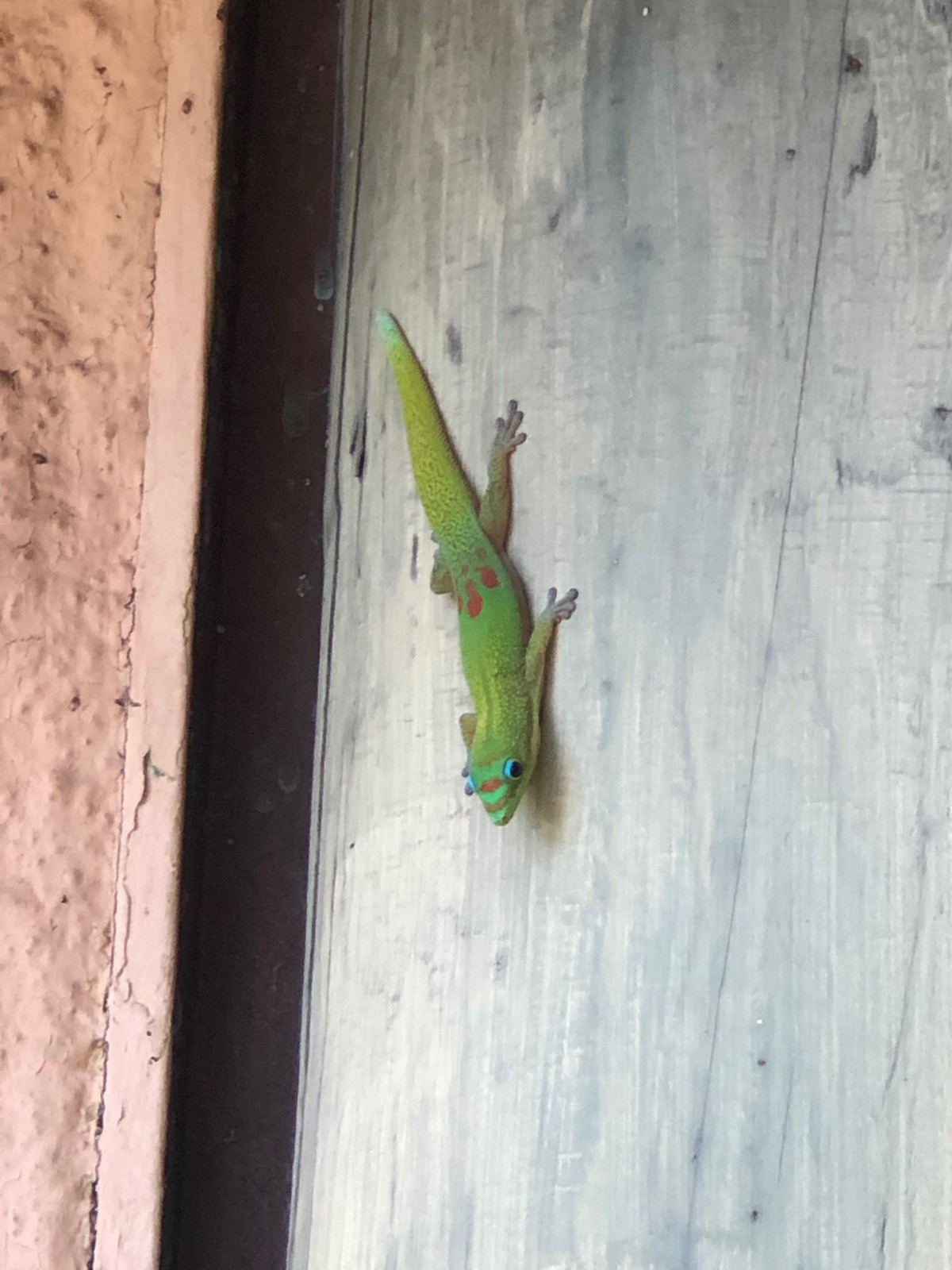 and even brightly colored Gold Dust Day Geckos from Madagascar.