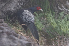 Thumbnail: The road into the reserve hosts a healthy population of Kalij Pheasant, which often strut down the verges in the early morning,