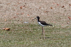 Thumbnail: and the endemic subspecies of Black-necked Stilt, surely an excellent candidate for specific status.