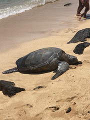 Thumbnail: and maybe even a hauled out Green Sea Turtle, certainly not a sight you regularly see on US beaches!