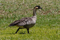 Thumbnail: where colorful Nene should be stalking the grassy fields,