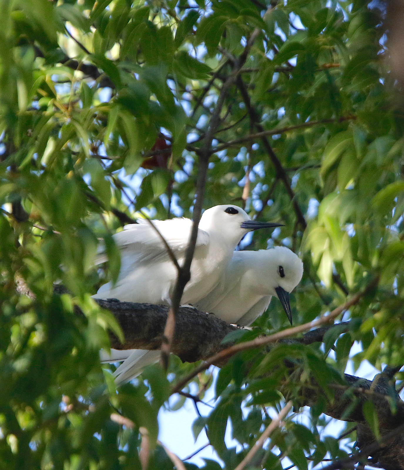 We’ll begin our birding in paradise right away with the stunning White Tern in downtown Waikiki.