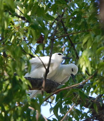 Thumbnail: We’ll begin our birding in paradise right away with the stunning White Tern in downtown Waikiki.