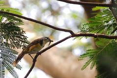 Thumbnail: Greater Necklaced Laughingthrush