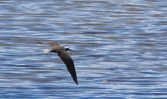 Thumbnail: and the endemic subspecies of Black Noddy, surely another candidate for full species status.