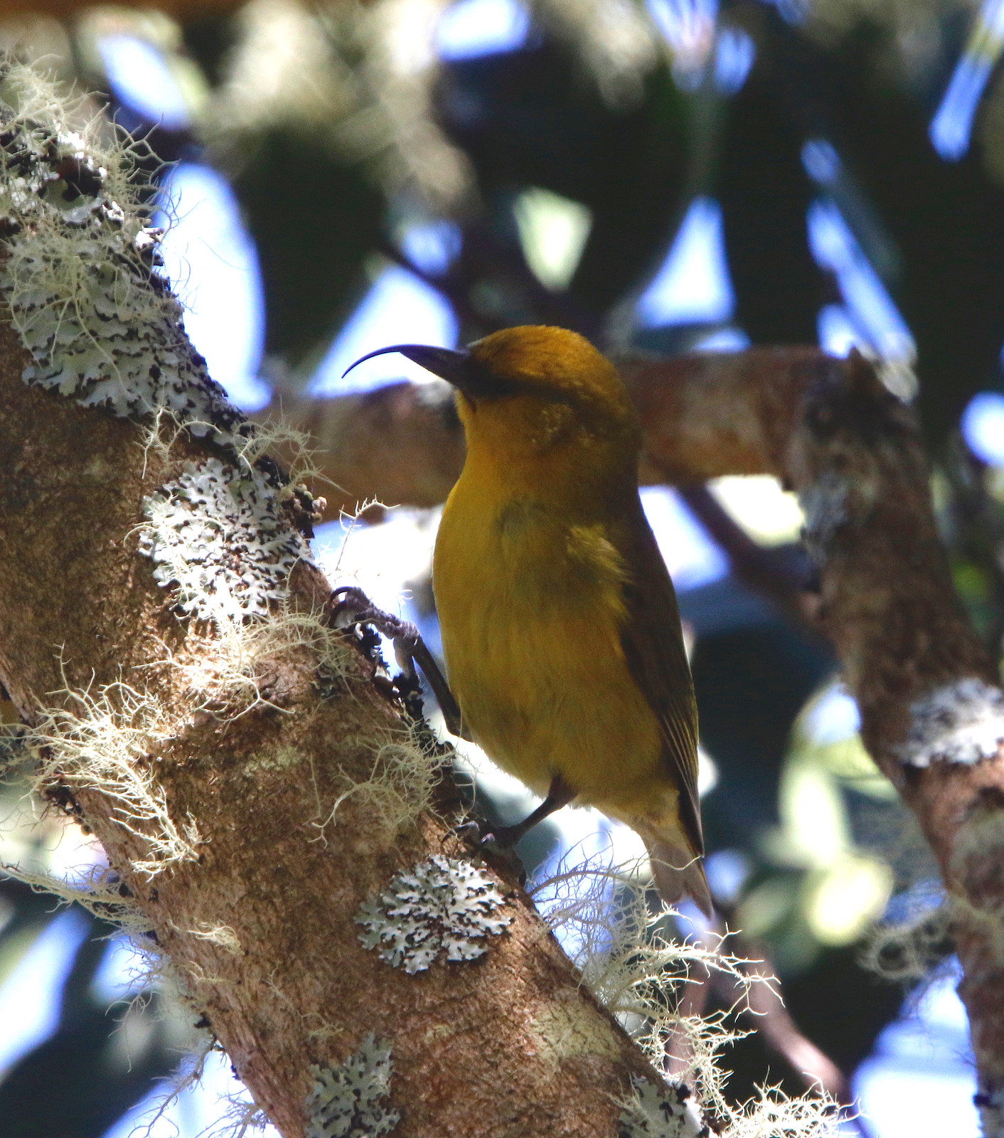 …and with luck, the critically endangered Akiapola’au.