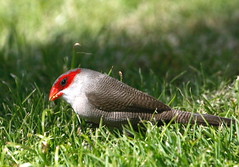 Thumbnail: Common Waxbill,