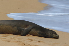 Thumbnail: If we are lucky a loafing Hawaiian Monk Seal might be along the shoreline.