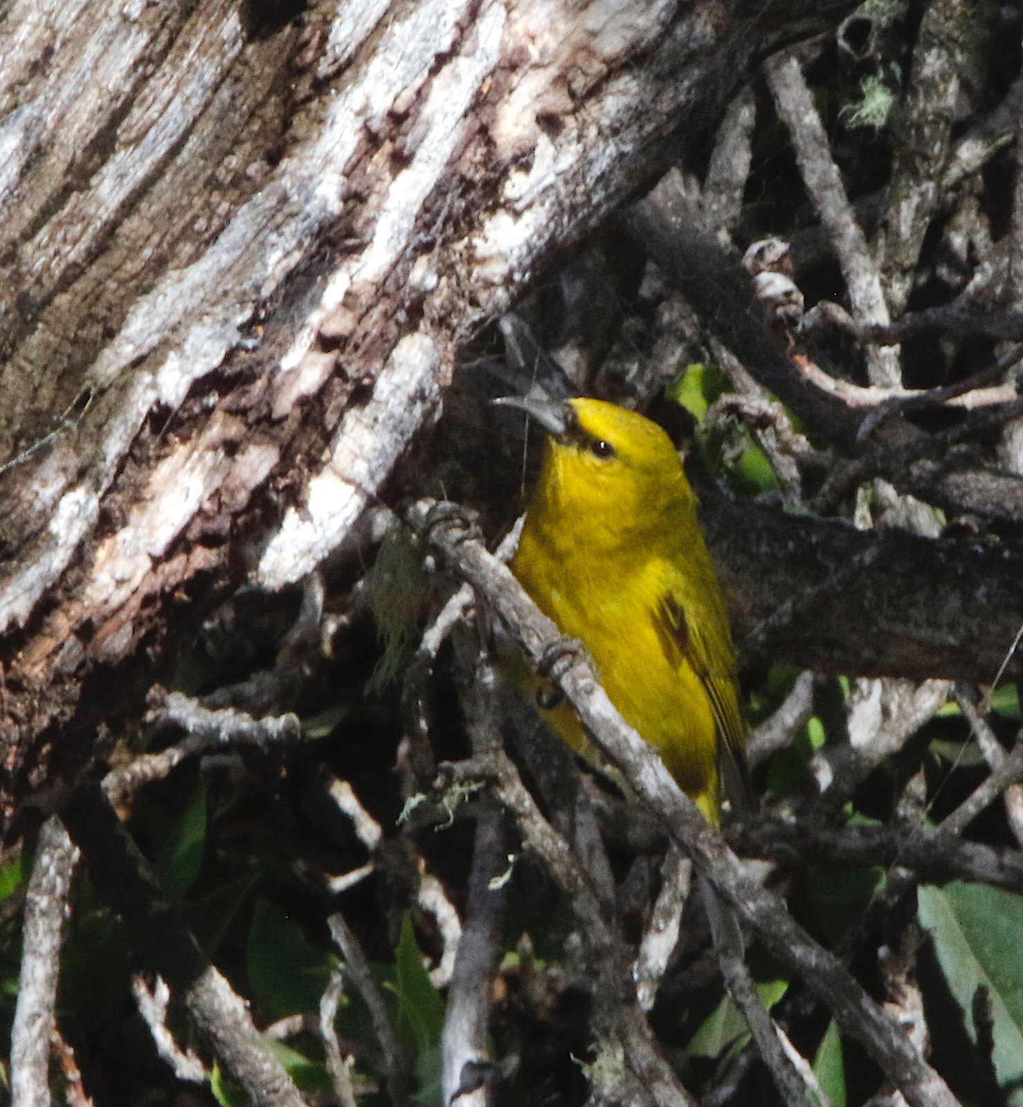Here we will be surrounded by birds, such as Hawai’i Amakihi…